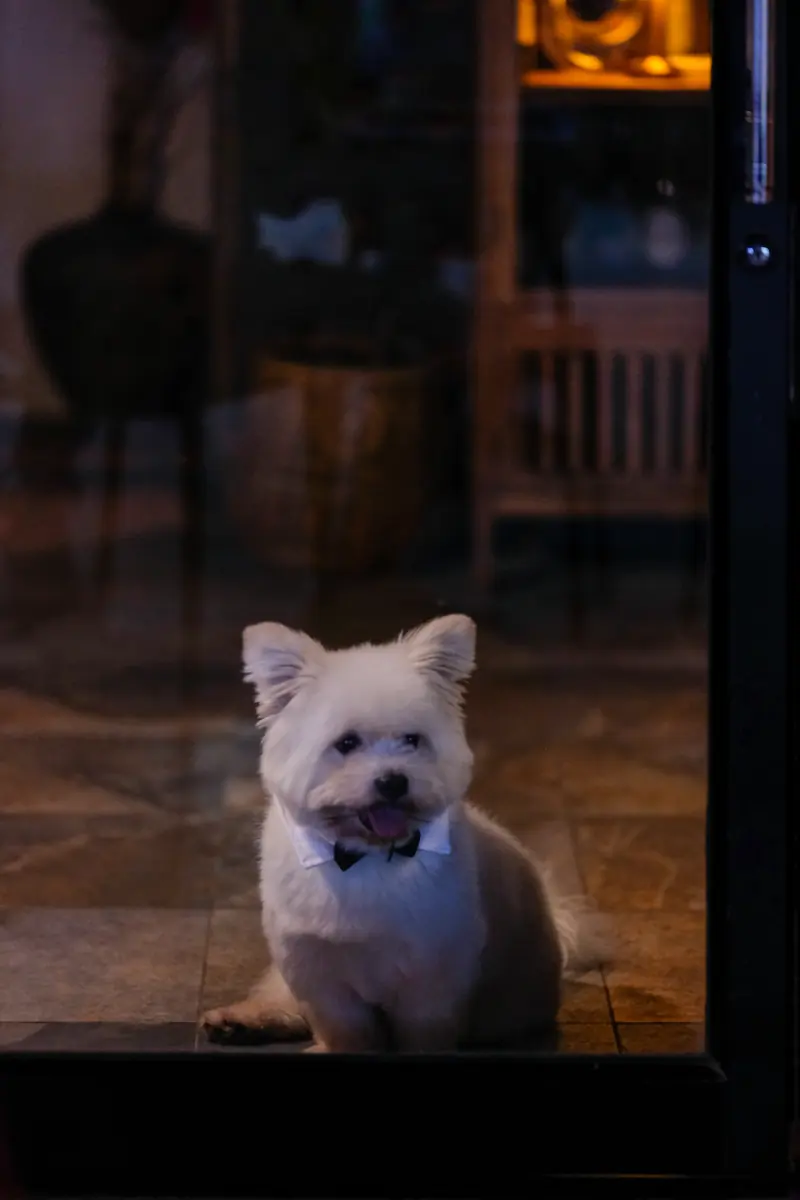 A small white dog with a bow tie sitting by the door of Vermut Café, Pai